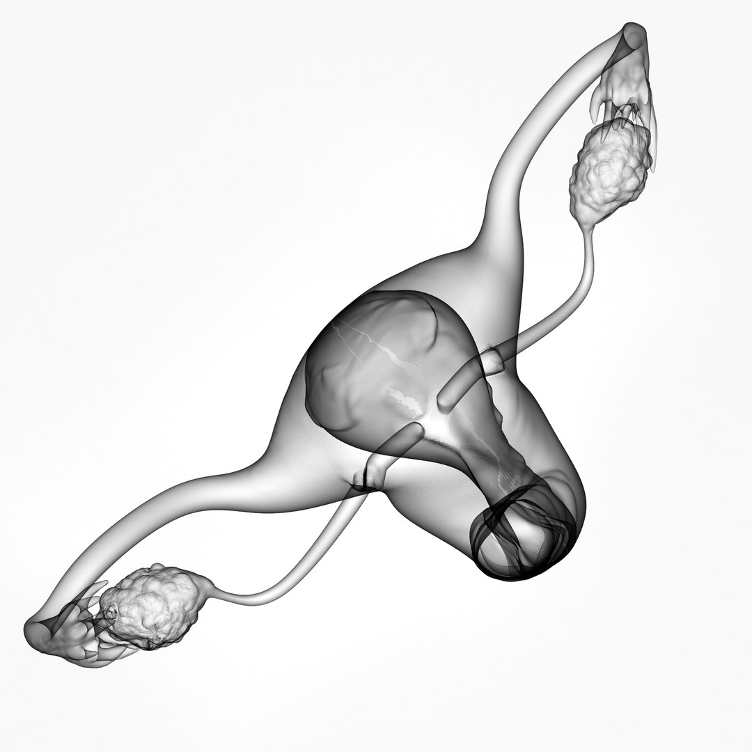 3D female reproductive uterus model https://p.turbosquid.com/ts-thumb/Ek/RUJWJ2/p6gsHUQx/0.300/jpg/1563997191/1920x1080/fit_q87/2c0ca0225ac446351b9285ec0022b88689aea73a/0.300.jpg