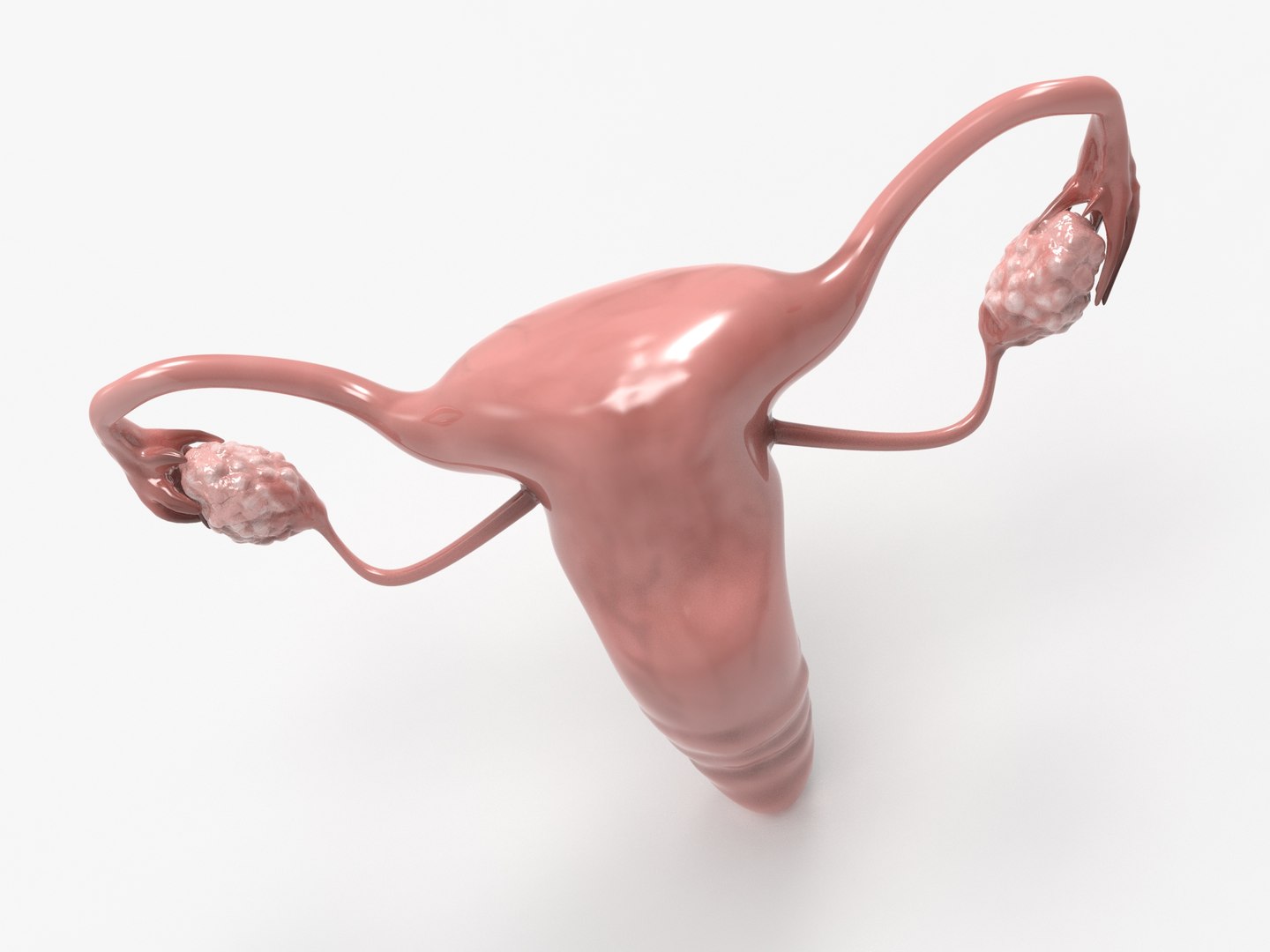 3D female reproductive uterus model https://p.turbosquid.com/ts-thumb/Ek/RUJWJ2/uAZM18VJ/0.293/jpg/1563997183/1920x1080/fit_q87/25ee08e554641b698fbda96a3d26b2723174d9cd/0.293.jpg