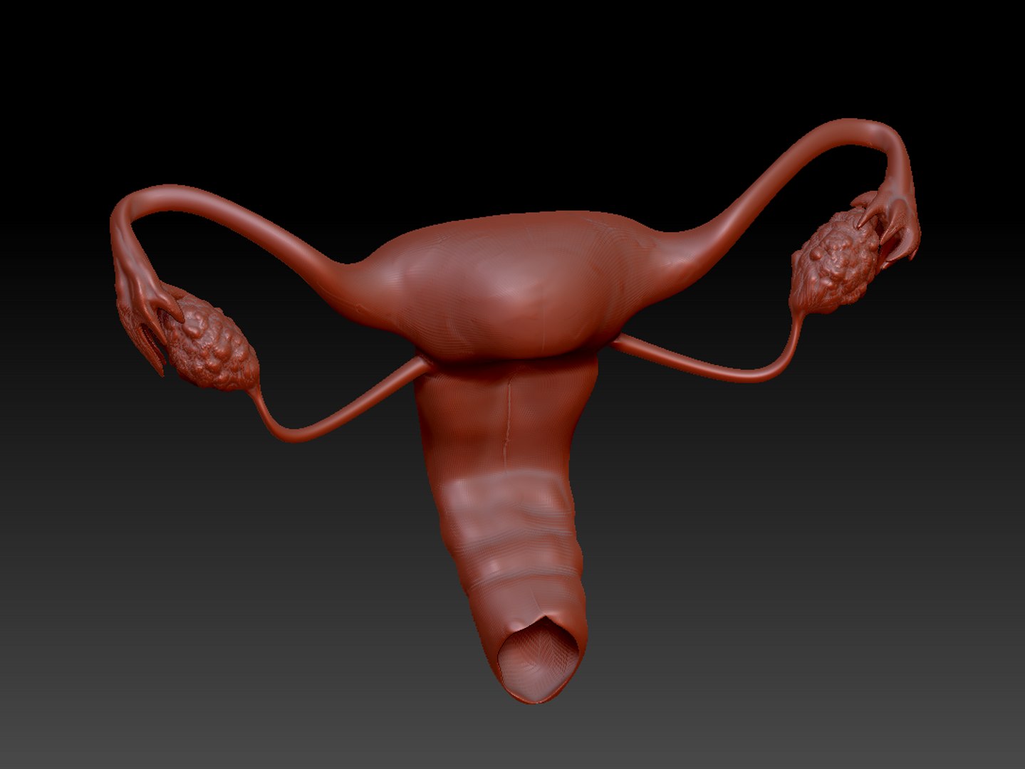 3D female reproductive uterus model https://p.turbosquid.com/ts-thumb/Ek/RUJWJ2/y2AwYZ1h/captures/png/1563997191/1920x1080/fit_q87/c4e8f989358a24b57c89cb0f6dc37c2cf8a717ae/captures.jpg