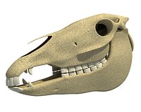 Donkey Skull