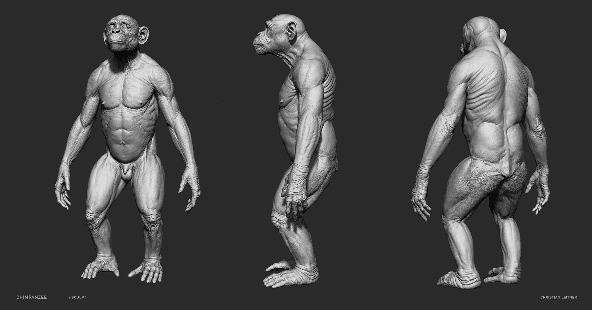 3D Chimpanzee Skeleton Muscles TurboSquid 1537142