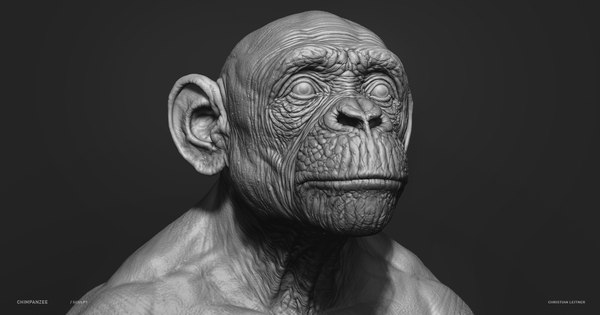 チンパンジー3Dモデル - TurboSquid 1537142