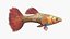 Guppy Fish Red Snake Rigged for Cinema 4D