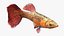 Guppy Fish Red Snake Rigged for Cinema 4D