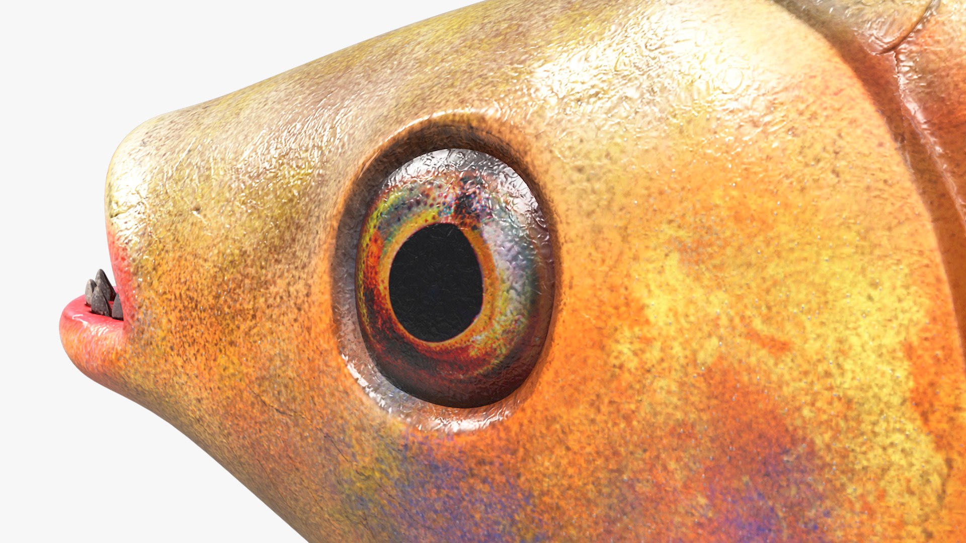 Guppy Fish Red Snake Rigged for Cinema 4D 3D https://p.turbosquid.com/ts-thumb/Ek/dR1MKT/Wn/guppyfishredsnakeriggedforcinema4dc4dmodel023/jpg/1725551037/1920x1080/fit_q87/f97296c7eb539ed684336ec41808b3a184ac795b/guppyfishredsnakeriggedforcinema4dc4dmodel023.jpg