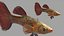 Guppy Fish Red Snake Rigged for Cinema 4D