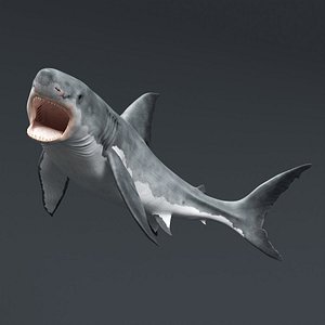Great White Shark Slow Swim Rigged For Maya Animated