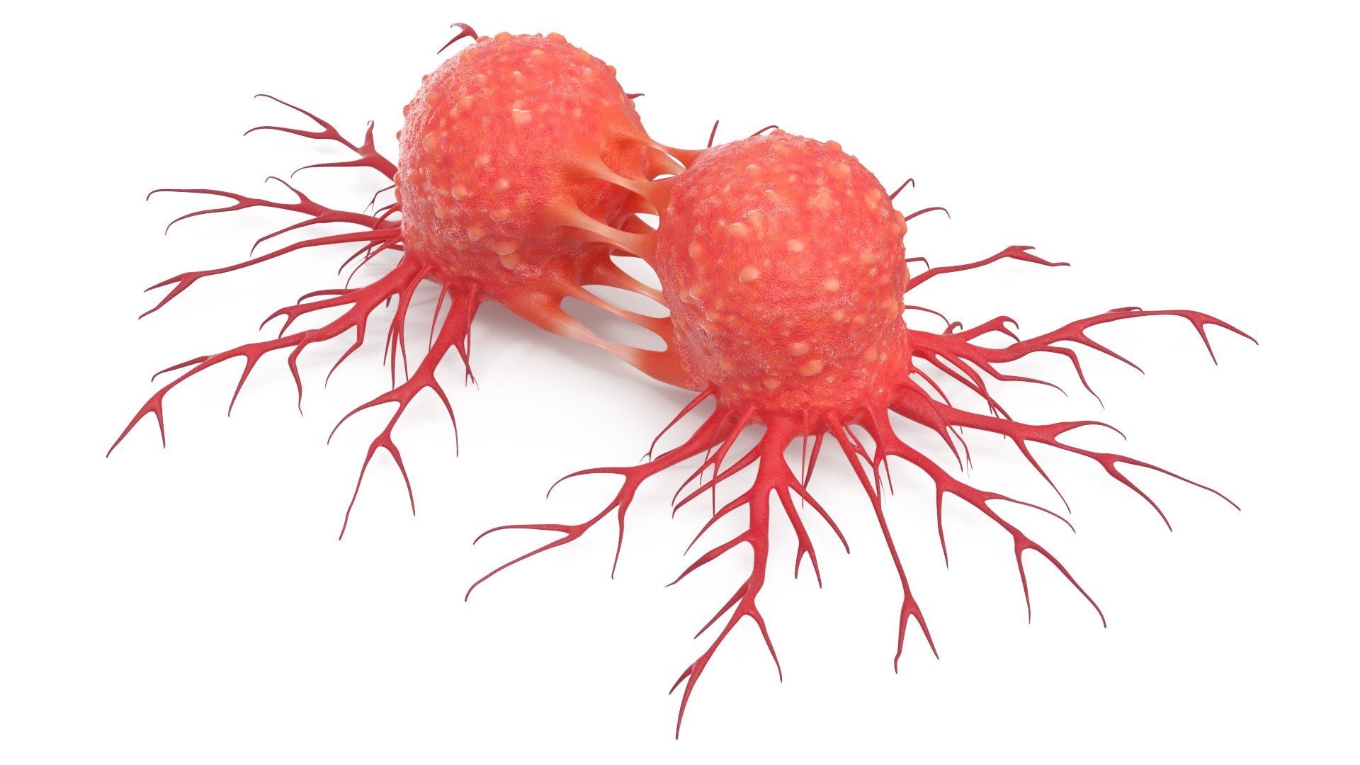 Dividing Tumor Cells Red 3D model preview