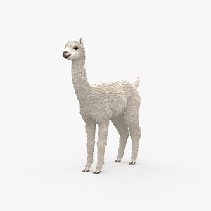 3D alpaca mammal animal model