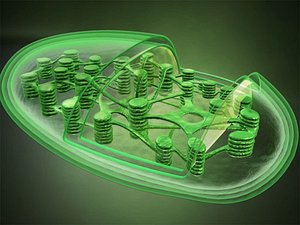 Chloroplast