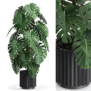 Plants collection 583 3D