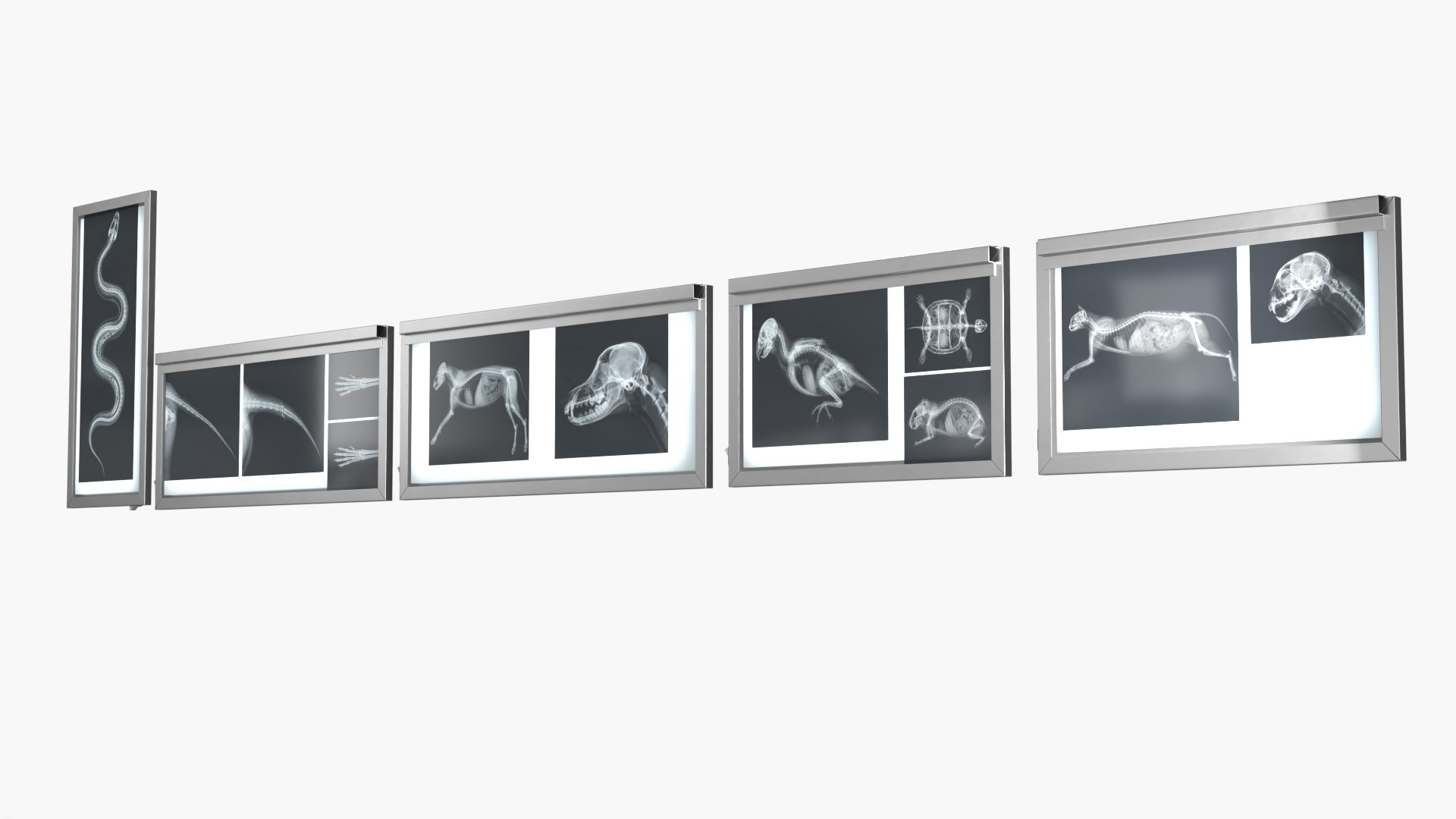 3D Animal X Rays Set on Lightboxes https://p.turbosquid.com/ts-thumb/El/24jSzb/1y/animal_x_rays_set_on_lightboxes_004/jpg/1786489524/1920x1080/fit_q87/788181f8360f26acf2cde4b637df84ab182aa108/animal_x_rays_set_on_lightboxes_004.jpg