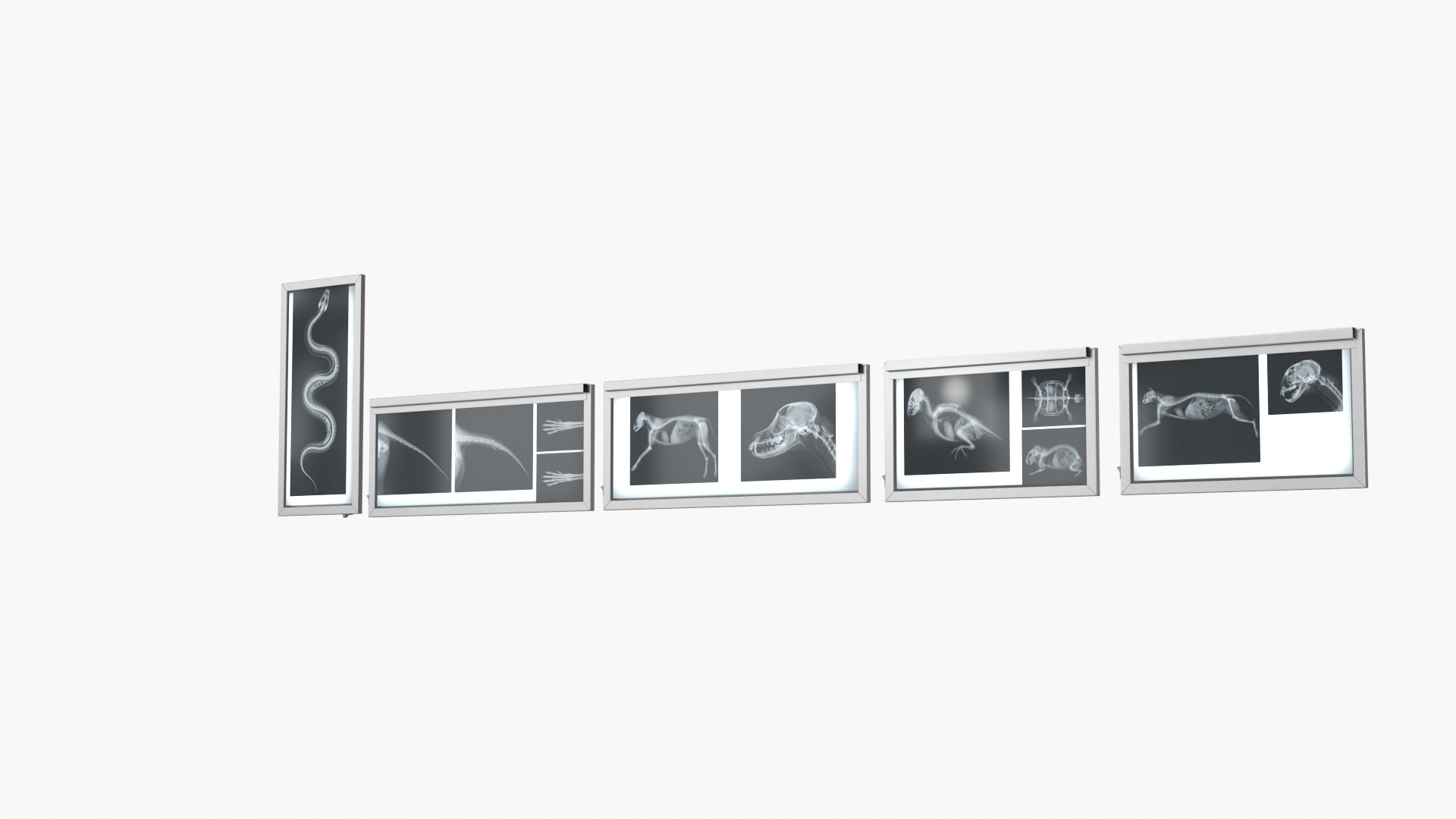 3D Animal X Rays Set on Lightboxes https://p.turbosquid.com/ts-thumb/El/24jSzb/Bk/animal_x_rays_set_on_lightboxes_360/jpg/1786489450/1920x1080/turn_fit_q99/7a7a74da62871d4196e40ab18992213d4afc25a8/animal_x_rays_set_on_lightboxes_360-1.jpg
