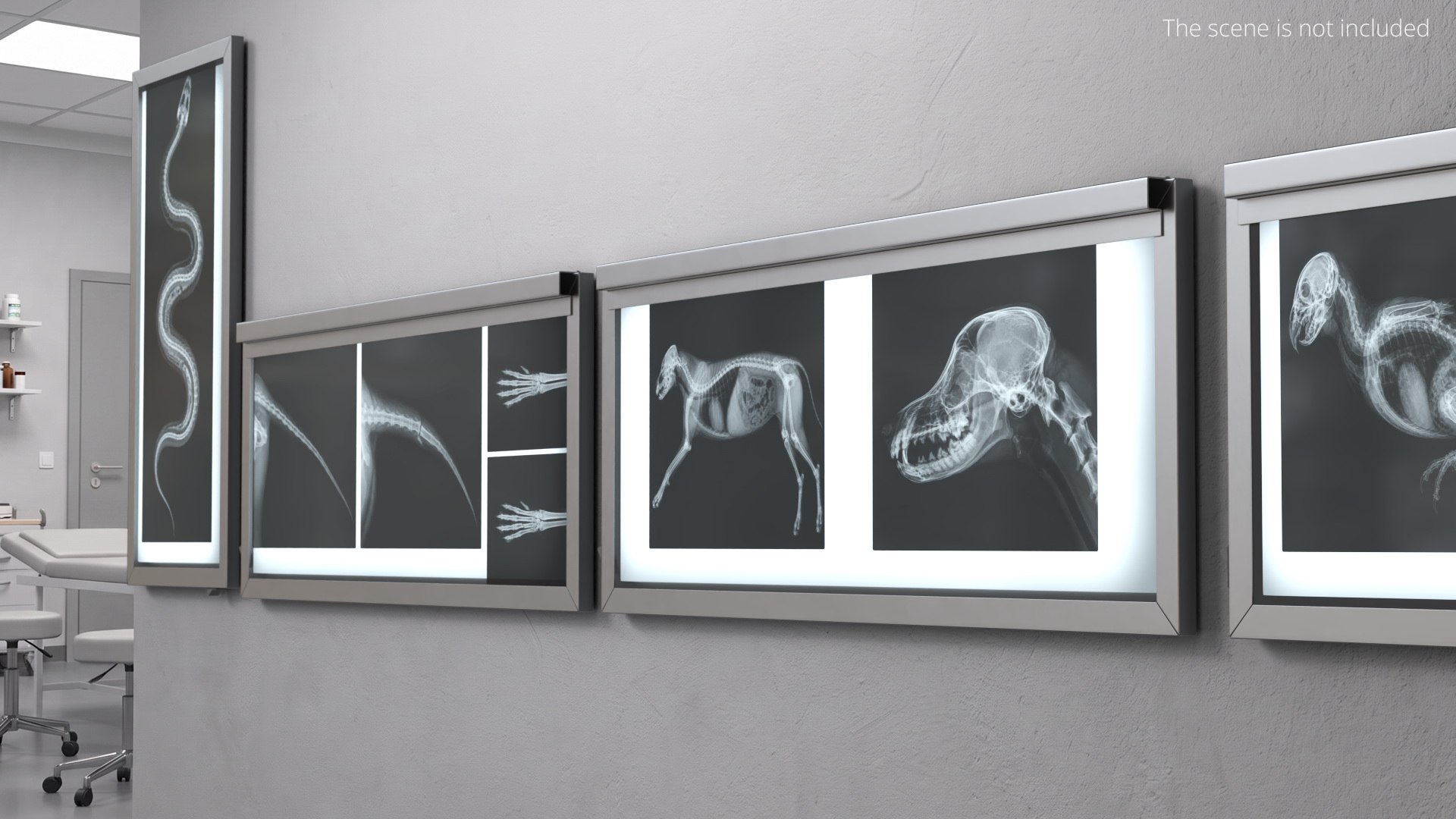 3D Animal X Rays Set on Lightboxes https://p.turbosquid.com/ts-thumb/El/24jSzb/F3/animal_x_rays_set_on_lightboxes_003/jpg/1786489521/1920x1080/fit_q87/77d0a1ef2d884ae41f2e4ad7778d3f71ce708e58/animal_x_rays_set_on_lightboxes_003.jpg