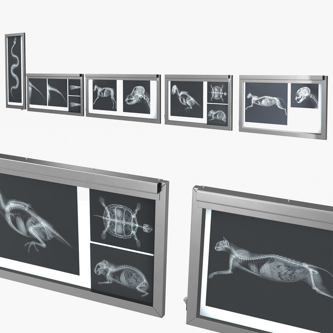 3D Animal X Rays Set on Lightboxes https://p.turbosquid.com/ts-thumb/El/24jSzb/IK/animal_x_rays_set_on_lightboxes_001/jpg/1786489444/1920x1080/fit_q87/d41d634eea45bd0cd5db4c328ddd24a6730a3064/animal_x_rays_set_on_lightboxes_001.jpg