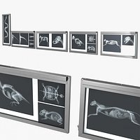 Animal X Rays Set on Lightboxes