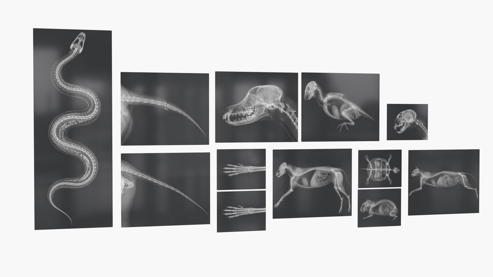 3D Animal X Rays Set on Lightboxes https://p.turbosquid.com/ts-thumb/El/24jSzb/Sm/animal_x_rays_set_on_lightboxes_008/jpg/1786489536/1920x1080/fit_q87/8b936a0dea62eee9b10b9d301ee626a7994f2abf/animal_x_rays_set_on_lightboxes_008.jpg
