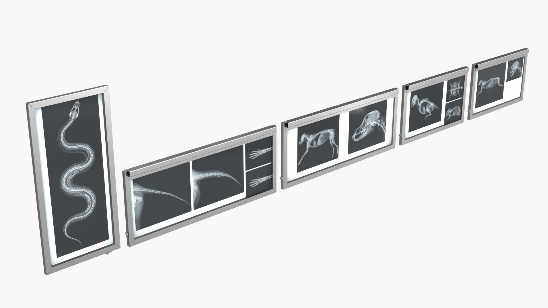 3D Animal X Rays Set on Lightboxes https://p.turbosquid.com/ts-thumb/El/24jSzb/c4/animal_x_rays_set_on_lightboxes_002/jpg/1786489447/1920x1080/fit_q87/4e5431cbcbf234eccc62d1ae64721d6dc3067828/animal_x_rays_set_on_lightboxes_002.jpg