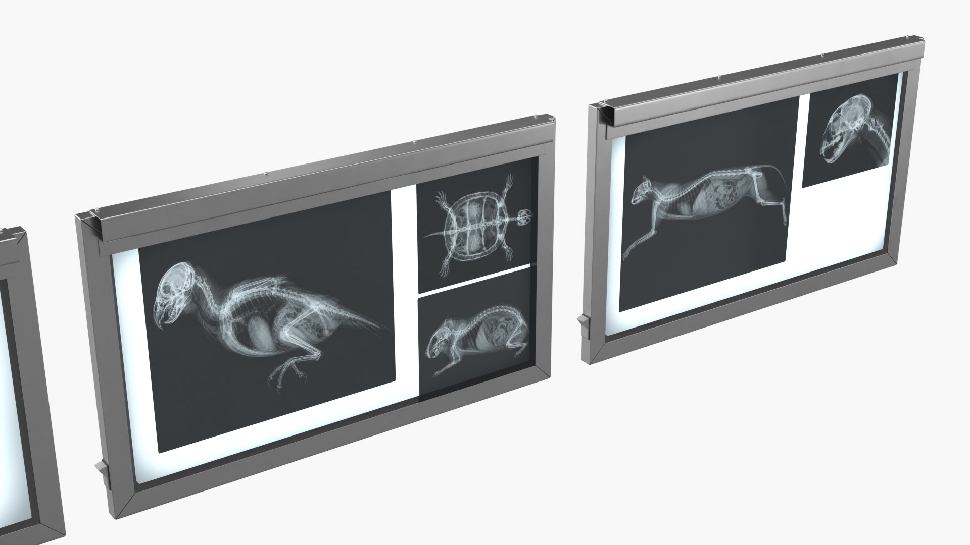 3D Animal X Rays Set on Lightboxes https://p.turbosquid.com/ts-thumb/El/24jSzb/xr/animal_x_rays_set_on_lightboxes_005/jpg/1786489527/1920x1080/fit_q87/29266ced52dffde1b9d8c09d56649aa379db6da3/animal_x_rays_set_on_lightboxes_005.jpg