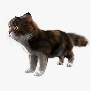 Persian Cat