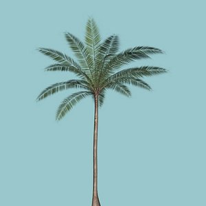 3d model palm palma