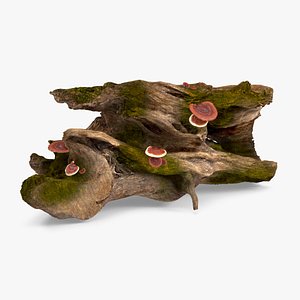 Snag Trunk Moss with Reishi Mushrooms