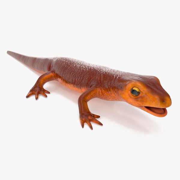 3D model California Newt