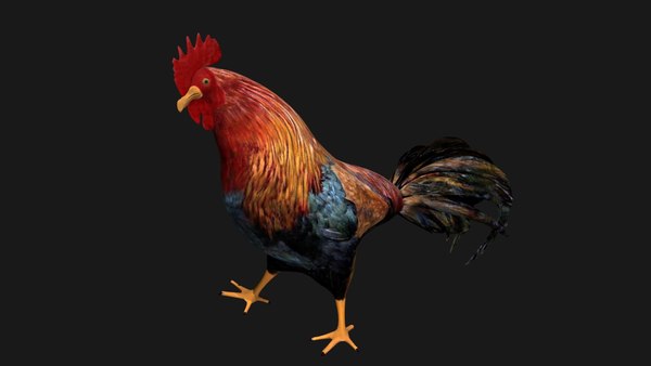 3D hen bird rigged model - TurboSquid 1664680