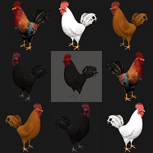 Rooster Hen Bird Collection Rigged Low Poly
