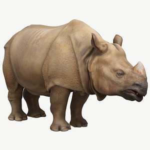 Indian Rhinoceros