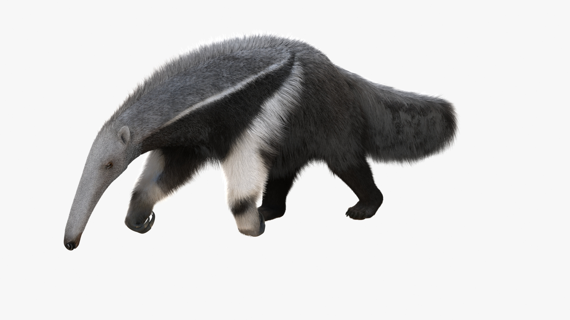 Anteater Standing Pose Fur 3D Model $199 - .max - Free3D