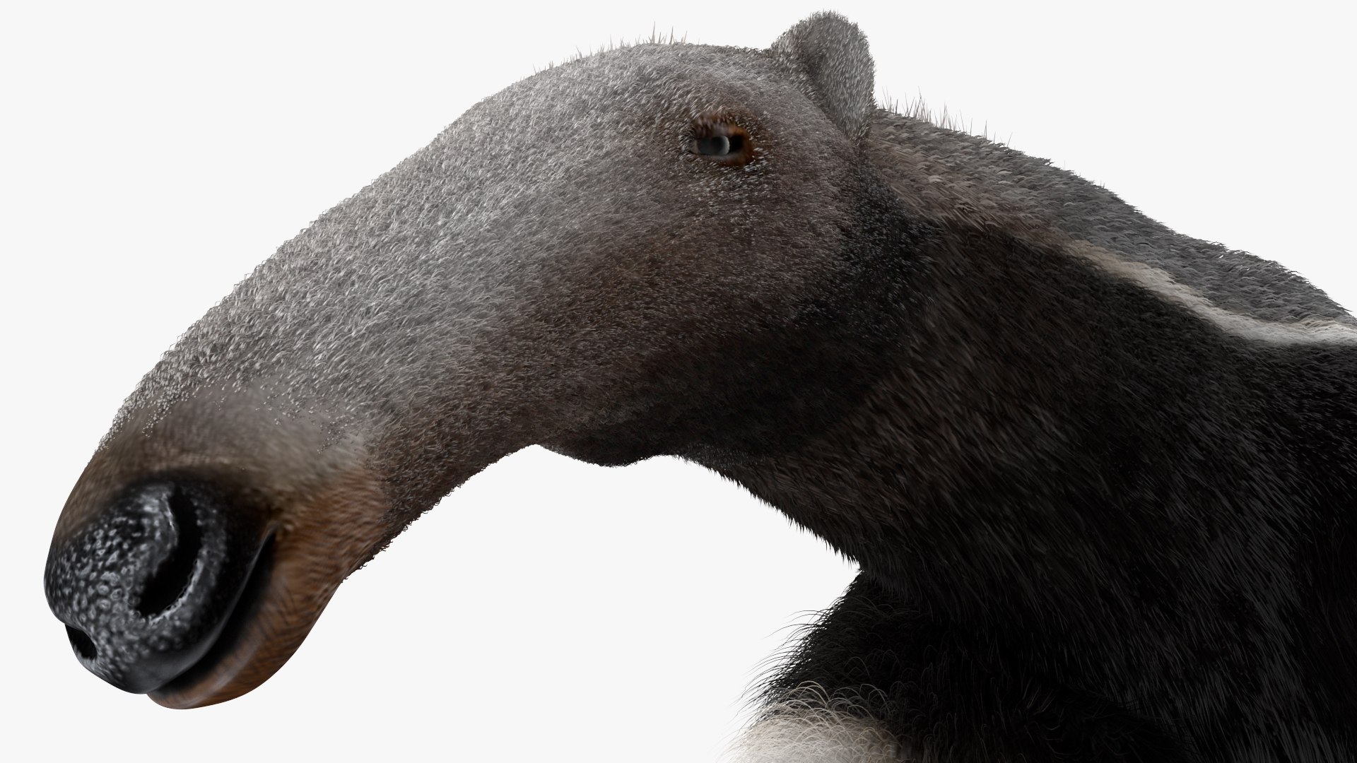 Anteater Standing Pose Fur 3D Model $199 - .max - Free3D