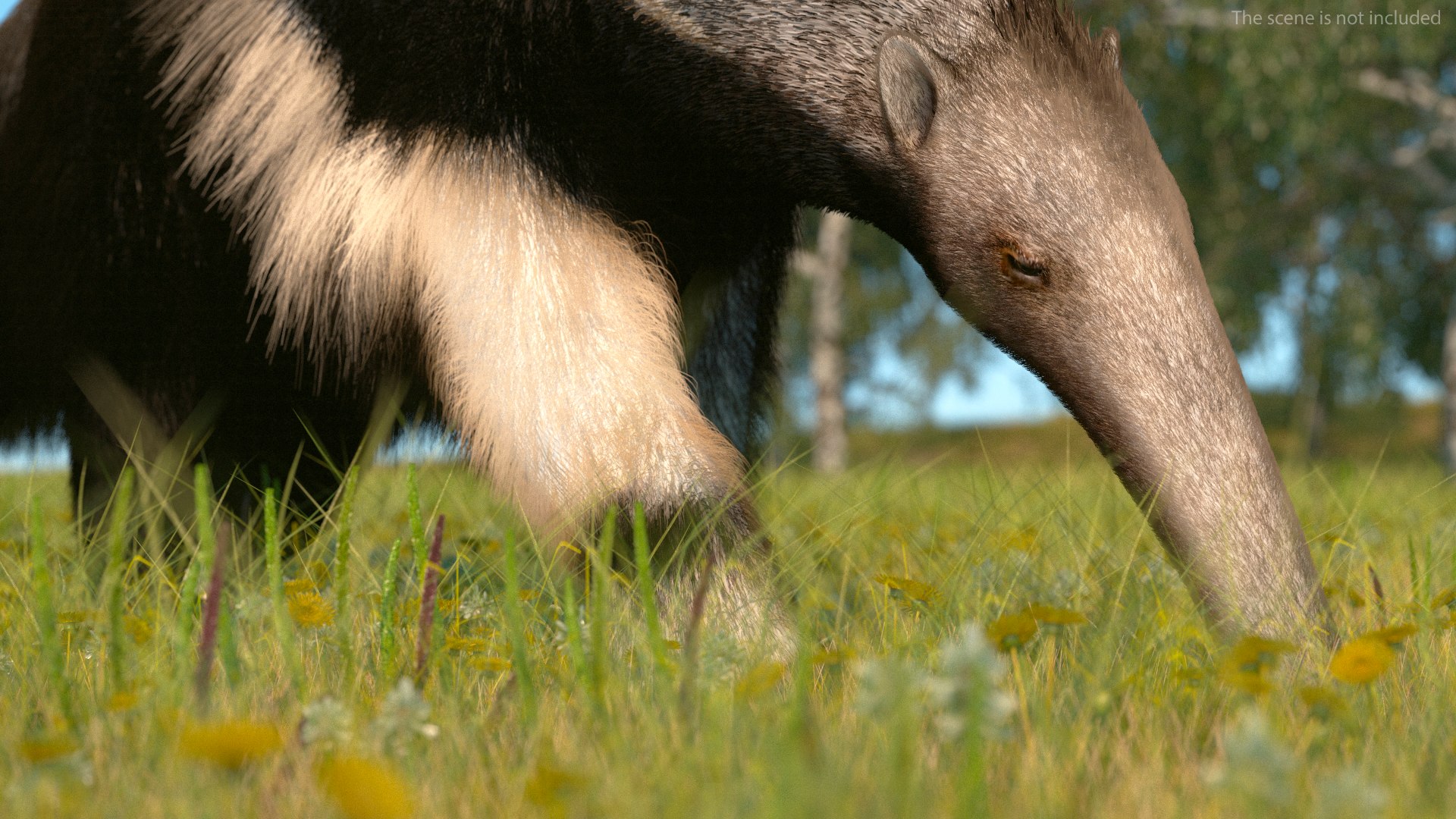 Anteater Walking Pose Fur 3D model https://p.turbosquid.com/ts-thumb/Em/AMPy1W/Ez/anteaterwalkingposefur3dsmodel008/jpg/1642090311/1920x1080/fit_q87/43ba0db8a47948c4682bd00ca9a19600b8398ec7/anteaterwalkingposefur3dsmodel008.jpg