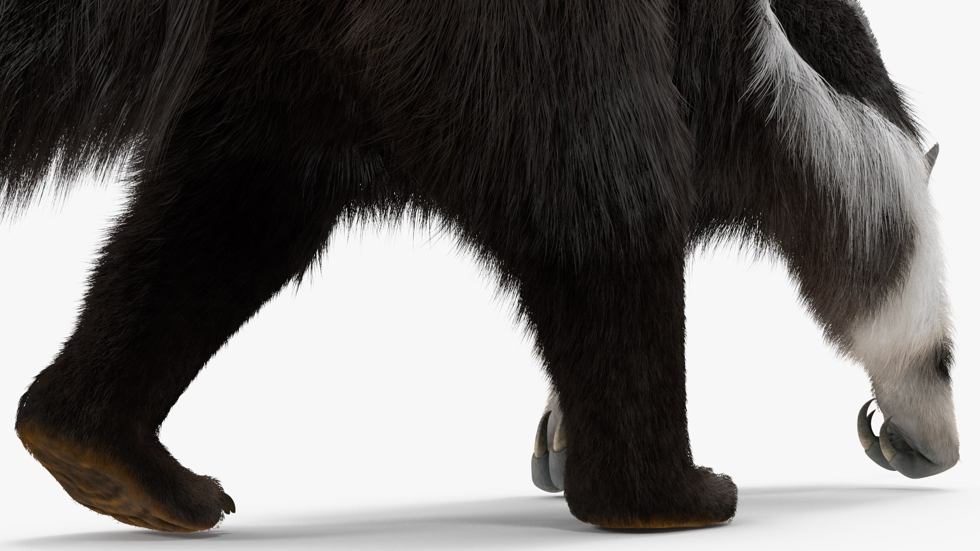 Anteater Walking Pose Fur 3D model https://p.turbosquid.com/ts-thumb/Em/AMPy1W/No/anteaterwalkingposefur3dsmodel016/jpg/1642090337/1920x1080/fit_q87/8dd0c15526b3b6c370fb0bbcc8213a8d951f71f3/anteaterwalkingposefur3dsmodel016.jpg