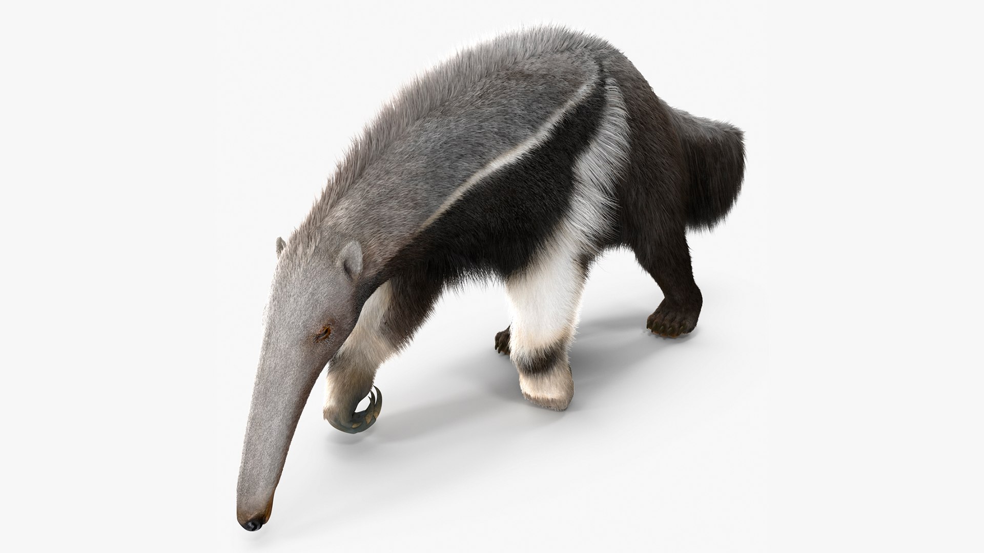 Anteater Standing Pose Fur 3D Model $199 - .max - Free3D