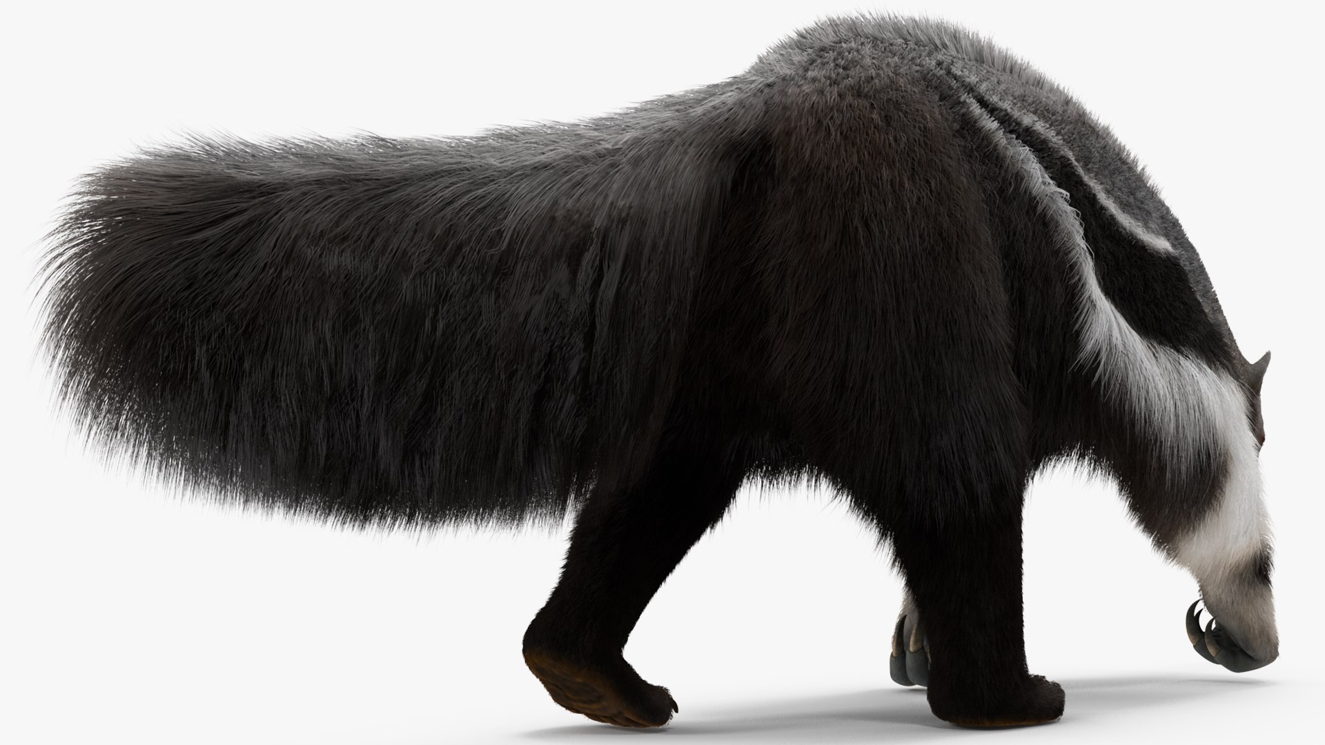 Anteater Walking Pose Fur 3D model https://p.turbosquid.com/ts-thumb/Em/AMPy1W/Ti/anteaterwalkingposefur3dsmodel011/jpg/1642090320/1920x1080/fit_q87/6f9777ed10d9b933ec9371abf68af47ec0e14d63/anteaterwalkingposefur3dsmodel011.jpg