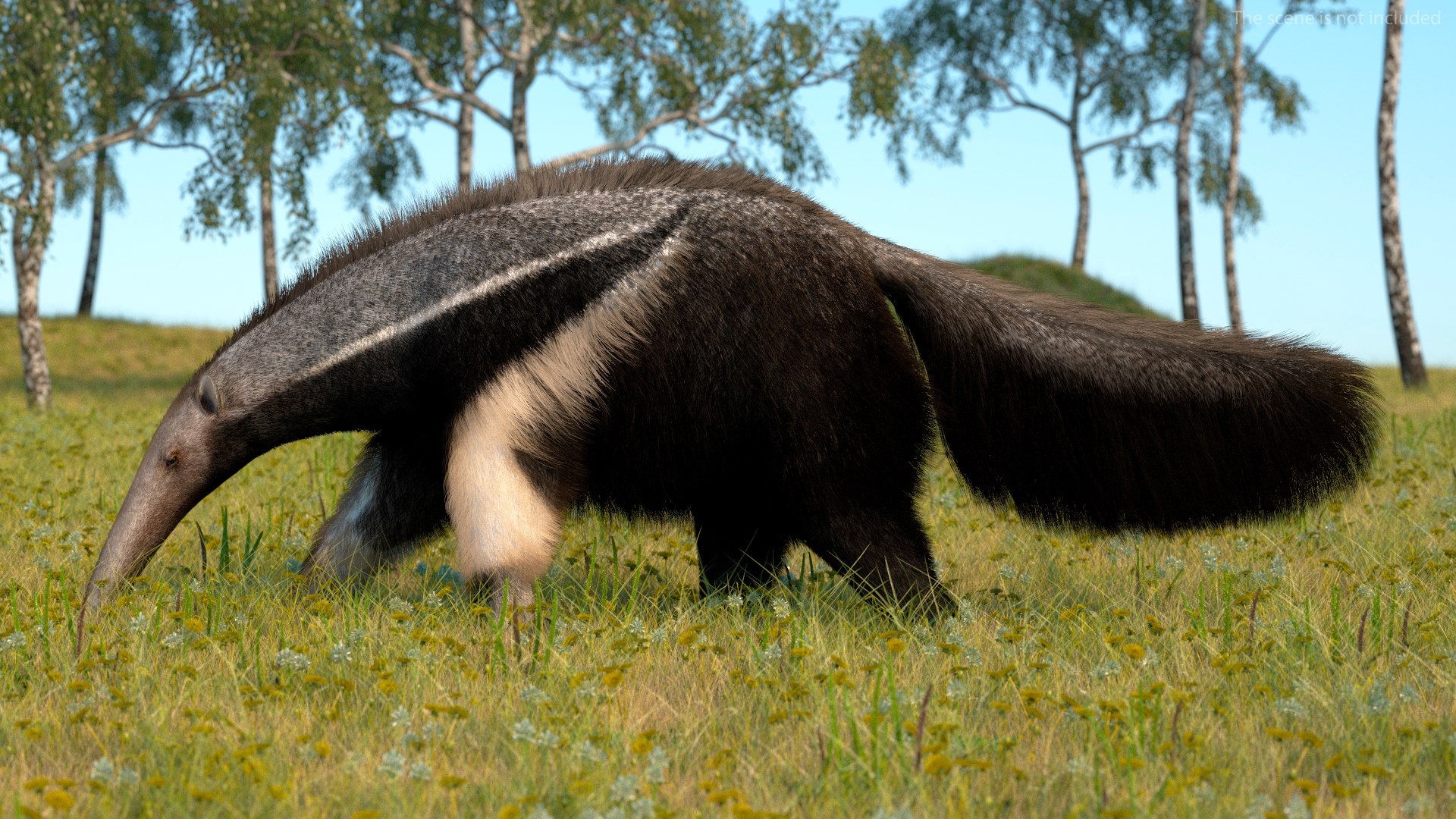 Anteater Walking Pose Fur 3D model https://p.turbosquid.com/ts-thumb/Em/AMPy1W/UN/anteaterwalkingposefur3dsmodel004/jpg/1642090296/1920x1080/fit_q87/72696165668e63a1ccffd6c6966fe42097ec3410/anteaterwalkingposefur3dsmodel004.jpg