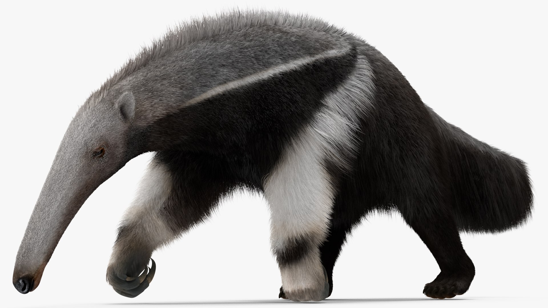 Anteater Walking Pose Fur 3D model https://p.turbosquid.com/ts-thumb/Em/AMPy1W/UY/anteaterwalkingposefur3dsmodel010/jpg/1642090317/1920x1080/fit_q87/0390732c84bbf90b2f85433a7e0b4dc1fec0e99a/anteaterwalkingposefur3dsmodel010.jpg