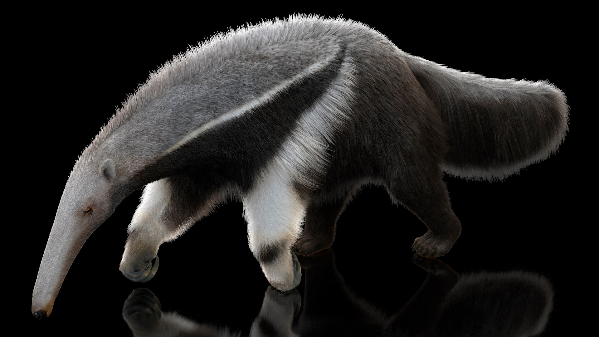 Anteater Walking Pose Fur 3D model https://p.turbosquid.com/ts-thumb/Em/AMPy1W/Ul/anteaterwalkingposefur3dsmodel002/jpg/1642090289/1920x1080/fit_q87/d76b01106fff61d2c118d794f5bb23c7df5850c9/anteaterwalkingposefur3dsmodel002.jpg