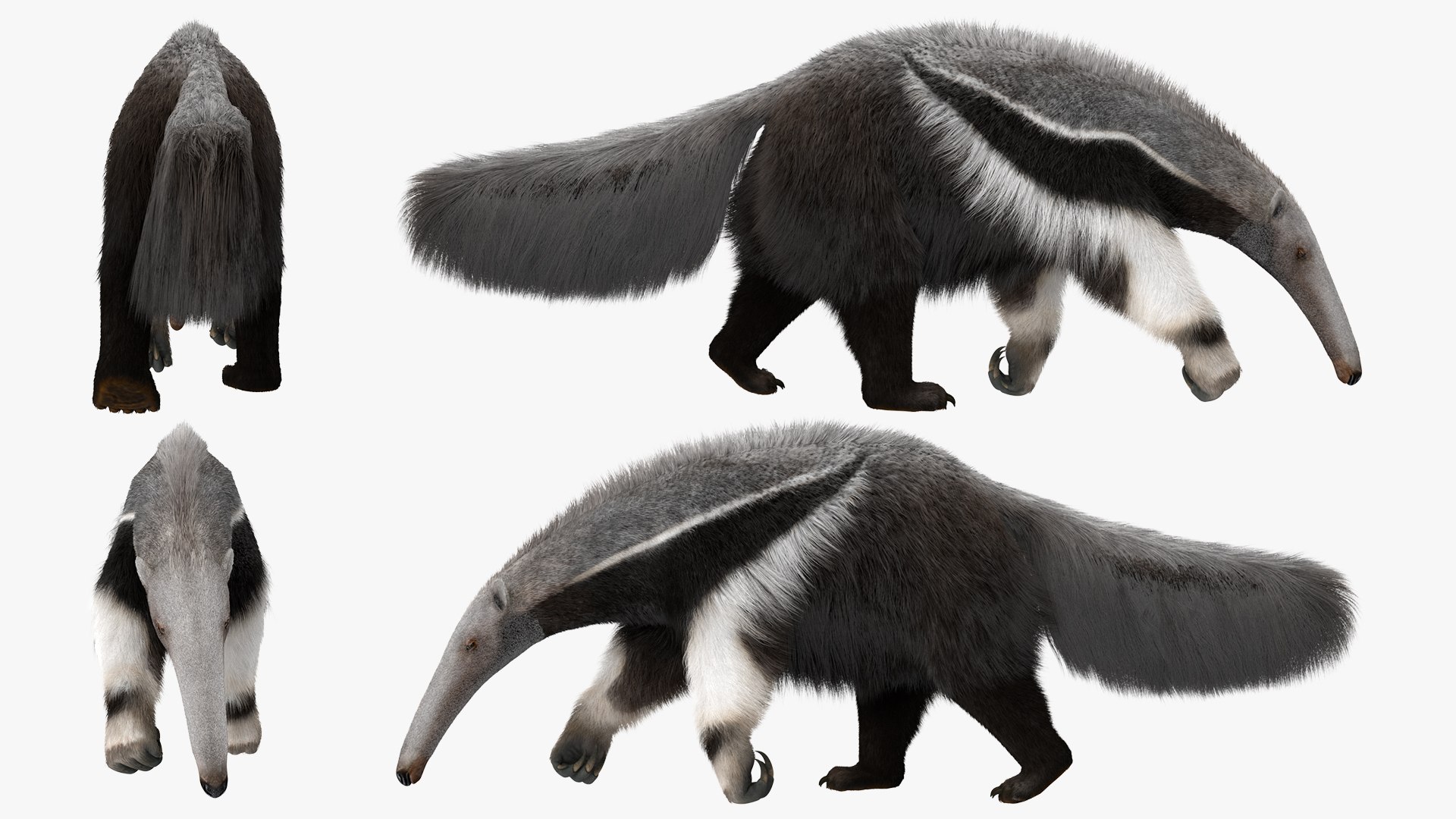 Anteater Walking Pose Fur 3D model https://p.turbosquid.com/ts-thumb/Em/AMPy1W/Y9/anteaterwalkingposefur3dsmodel012/jpg/1642090324/1920x1080/fit_q87/492a7233301238148036fa310bd279064cf3c0cb/anteaterwalkingposefur3dsmodel012.jpg