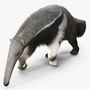 Anteater Walking Pose Fur 3D model