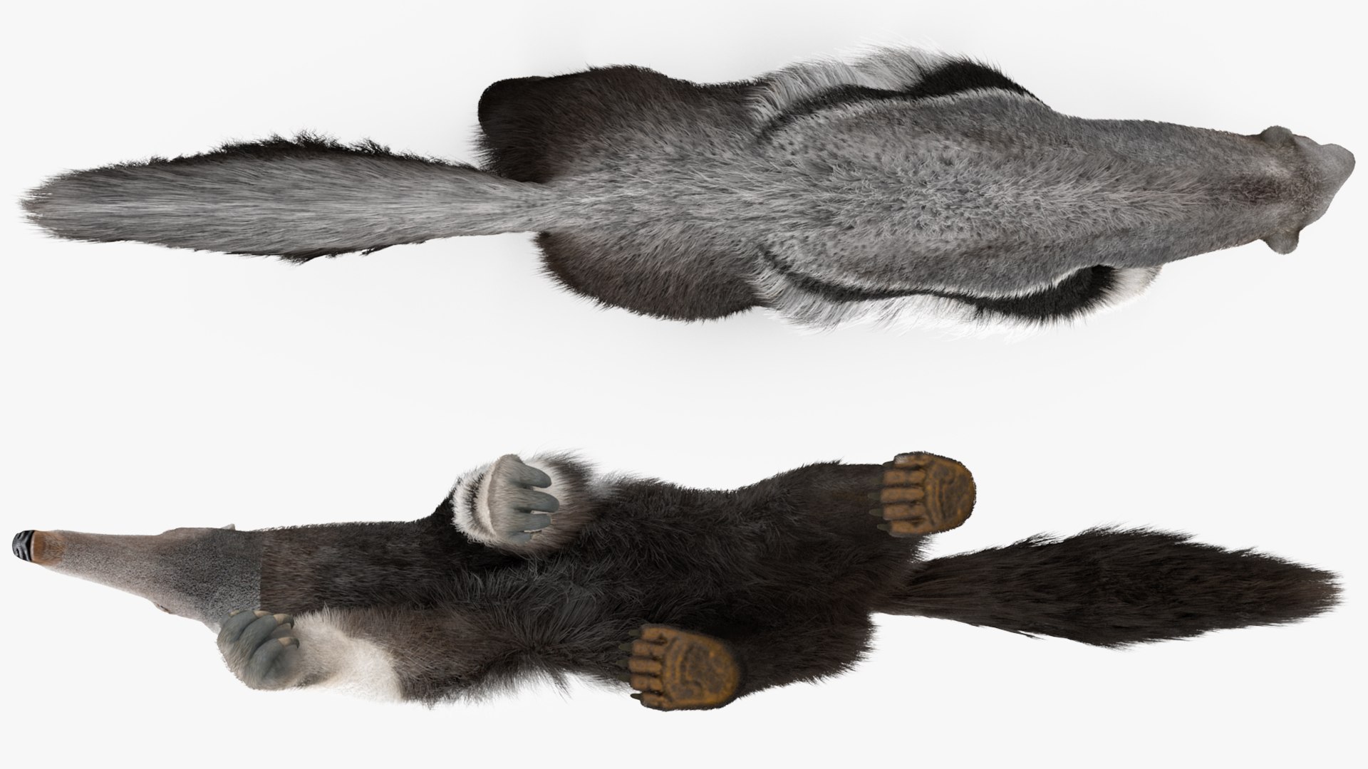 Anteater Walking Pose Fur 3D model https://p.turbosquid.com/ts-thumb/Em/AMPy1W/hb/anteaterwalkingposefur3dsmodel013/jpg/1642090327/1920x1080/fit_q87/a78349005380d6904d66a9a19074b6f9b5024135/anteaterwalkingposefur3dsmodel013.jpg