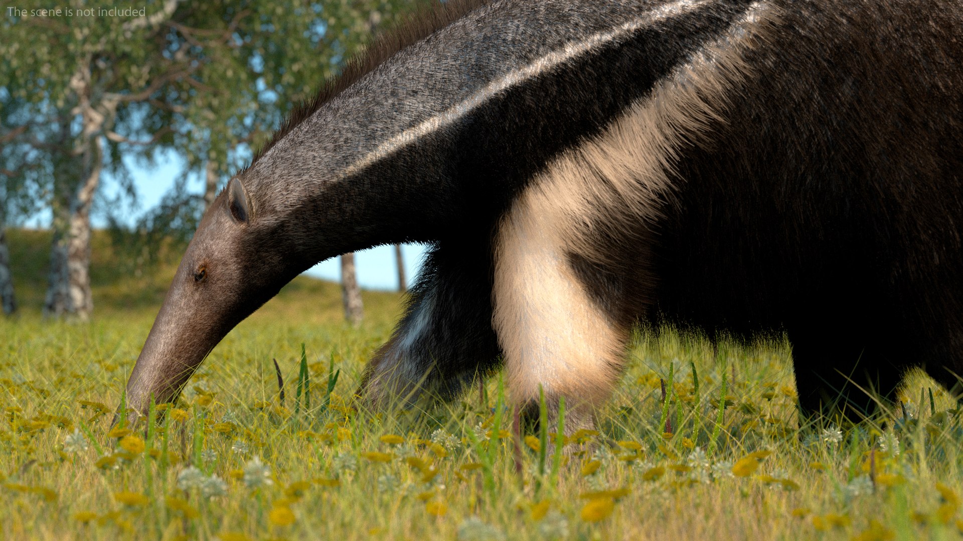 Anteater Walking Pose Fur 3D model https://p.turbosquid.com/ts-thumb/Em/AMPy1W/sp/anteaterwalkingposefur3dsmodel009/jpg/1642090315/1920x1080/fit_q87/3fa770dc03bda149d9524fc901e52215cffc181f/anteaterwalkingposefur3dsmodel009.jpg