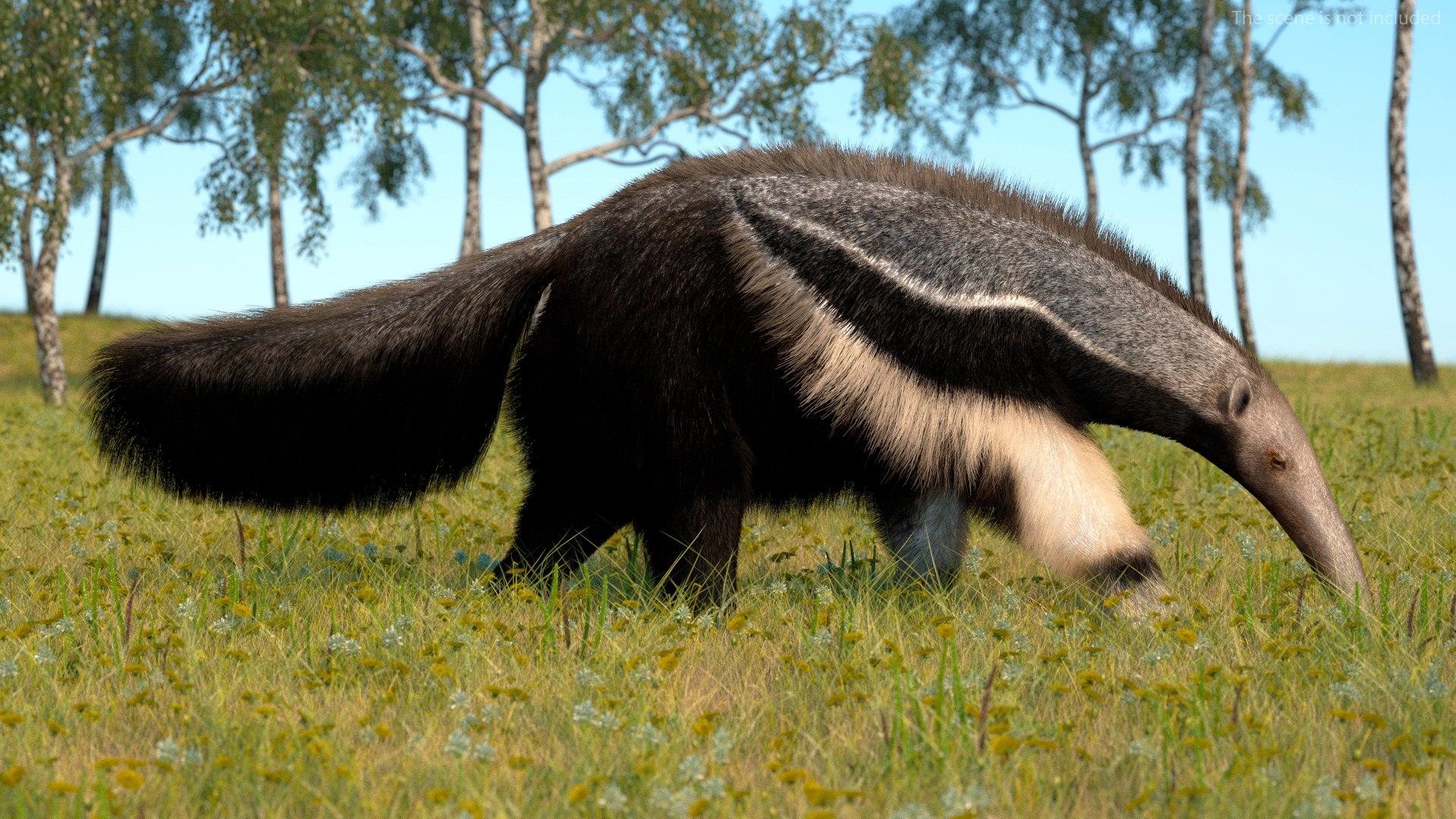 Anteater Walking Pose Fur 3D model https://p.turbosquid.com/ts-thumb/Em/AMPy1W/vr/anteaterwalkingposefur3dsmodel003/jpg/1642090293/1920x1080/fit_q87/b854d65f76272d4b9deadfa22c494aa795779b1d/anteaterwalkingposefur3dsmodel003.jpg