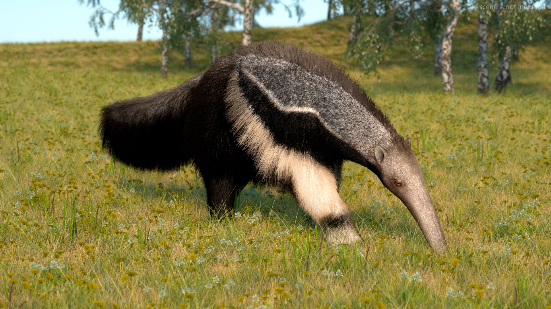 Anteater Walking Pose Fur 3D model https://p.turbosquid.com/ts-thumb/Em/AMPy1W/wi/anteaterwalkingposefur3dsmodel005/jpg/1642090300/1920x1080/fit_q87/771215a930f539aaad1aeaf47b7a4bf8c7bb5863/anteaterwalkingposefur3dsmodel005.jpg
