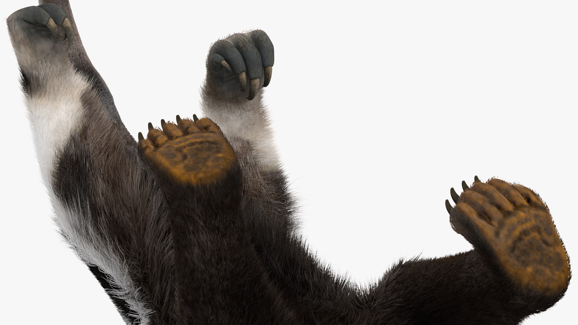 Anteater Walking Pose Fur 3D model https://p.turbosquid.com/ts-thumb/Em/AMPy1W/x7/anteaterwalkingposefur3dsmodel018/jpg/1642090343/1920x1080/fit_q87/6b0318f697880a66bec08251a0a166f819202d15/anteaterwalkingposefur3dsmodel018.jpg