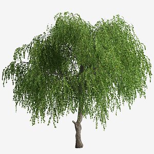 Set of Chinese Elm or Ulmus parvifolia Tree - 2 Trees 3D
