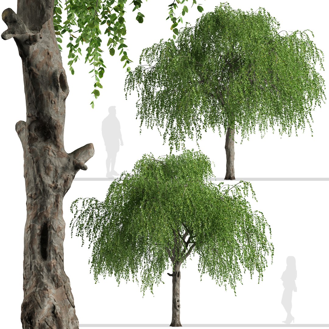 Set Of Chinese Elm Or Ulmus Parvifolia Tree - 2 Trees 3D - TurboSquid ...