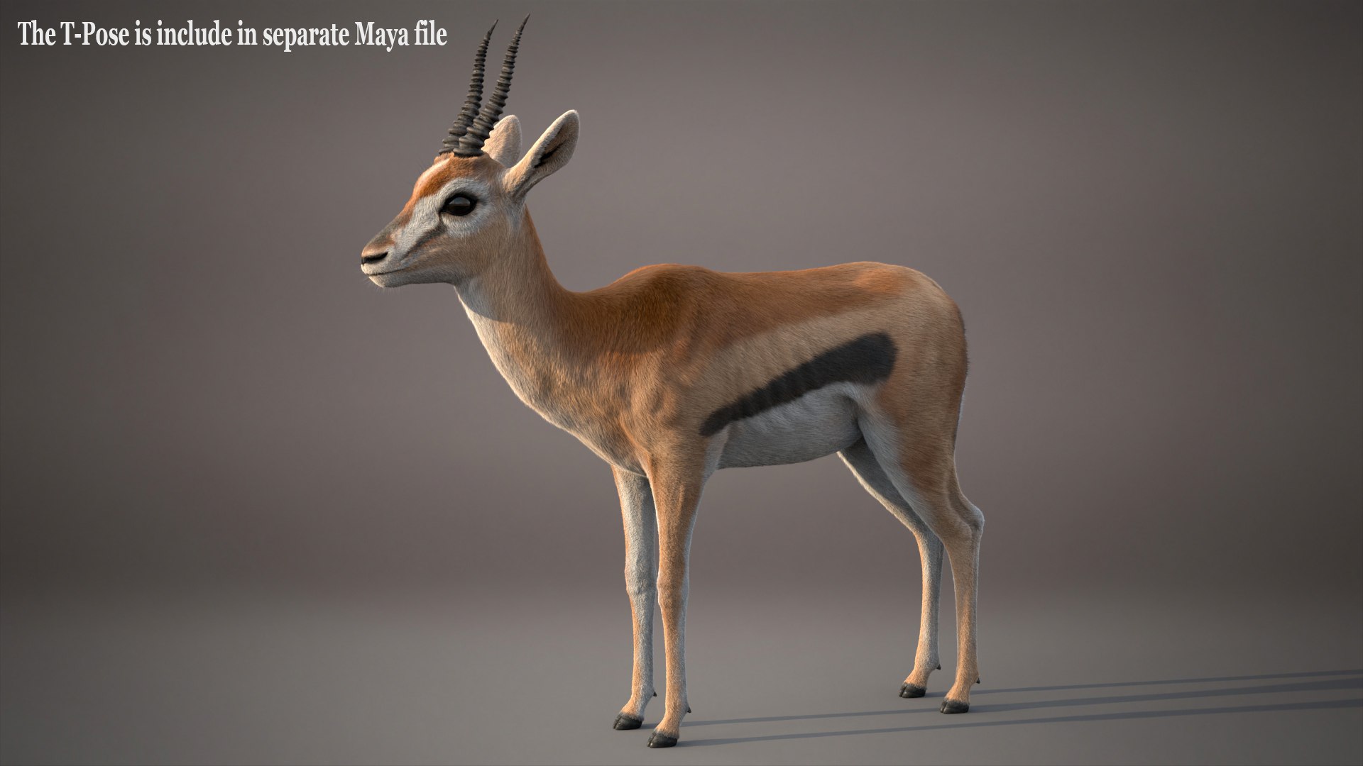 Gazelle Xgen 3D https://p.turbosquid.com/ts-thumb/Em/Mzdure/Fn/ta/jpg/1766231621/1920x1080/fit_q87/7415c7beb5f7a54adefbcc8ed7c36f0e770bb595/ta.jpg