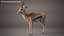 Gazelle Xgen